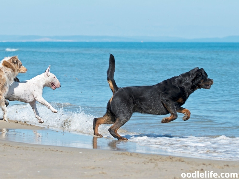 Rottweiler running