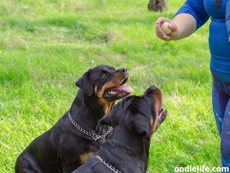 Rottweiler training