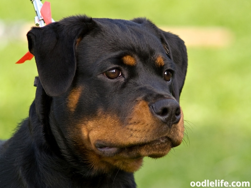 sad Rottweiler