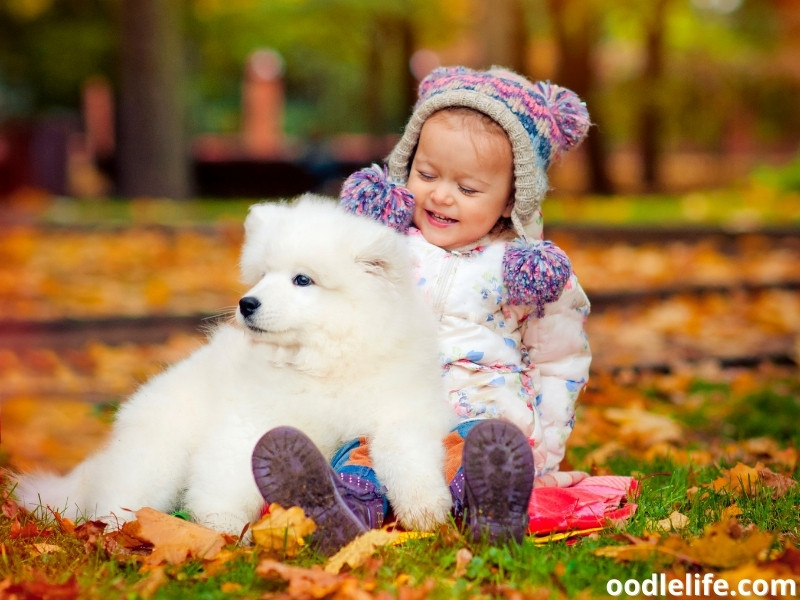 Samoyed puppy with a girl