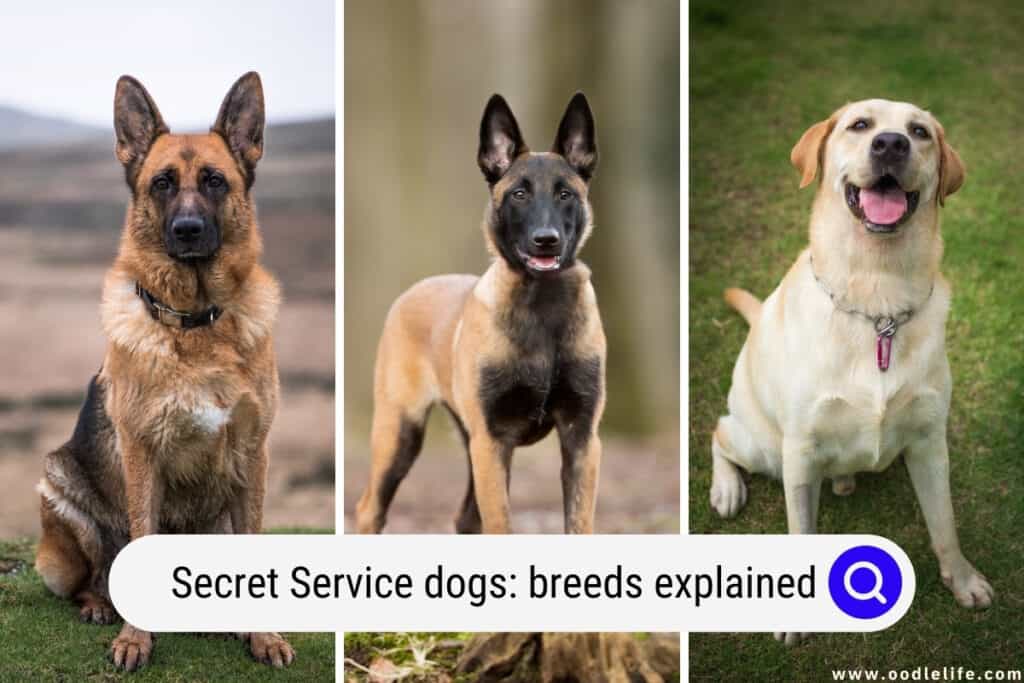 Secret service dog breed 2025