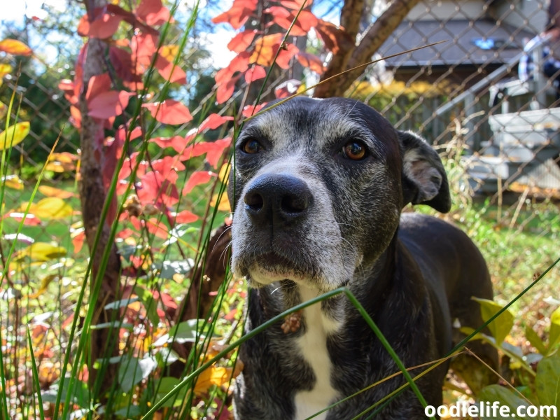 senior dog Boxador