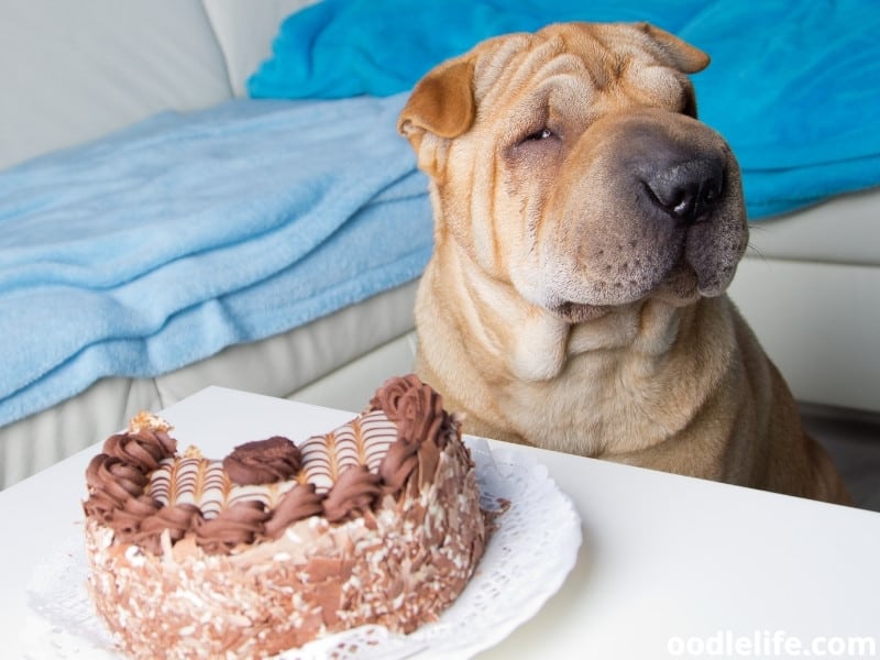 Shar Pei dog and cake