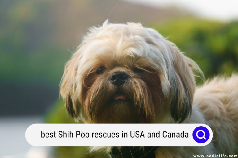Best Shih Poo Rescues in USA and Canada (2022)