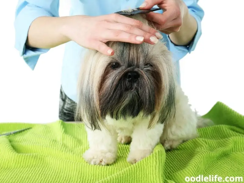 Yorkie vs Shih Tzu Breed Comparison (Photos) 1