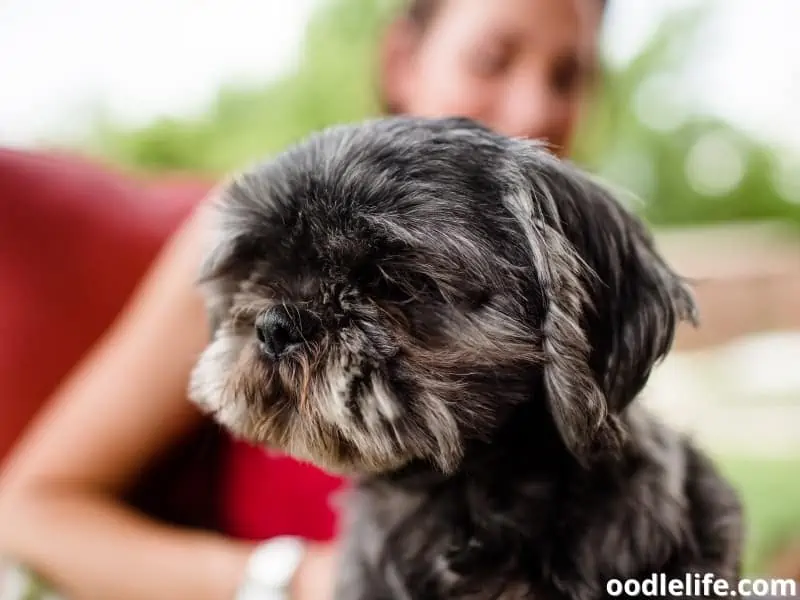 Shih Tzu and owner