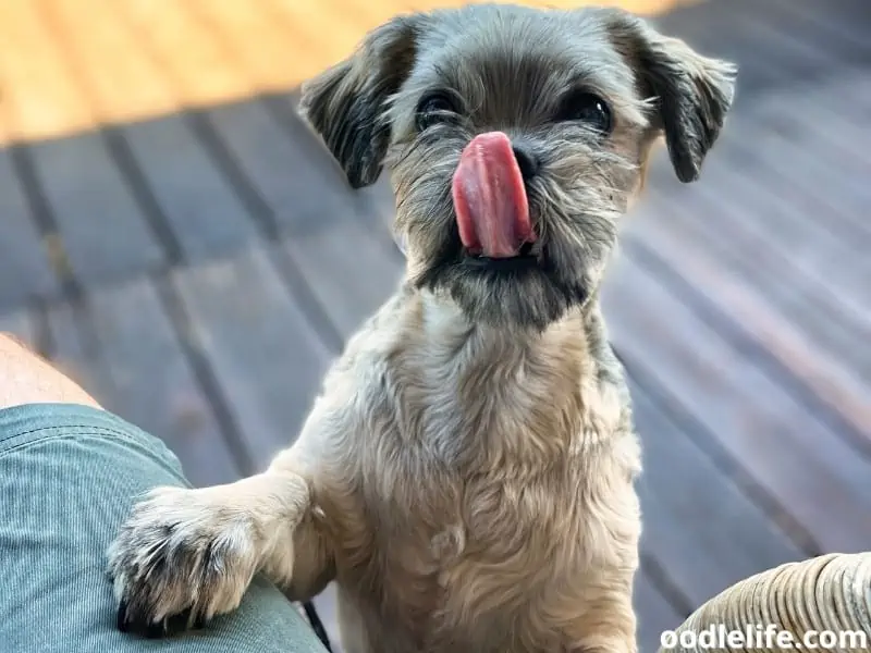 Shih Tzu asking for food