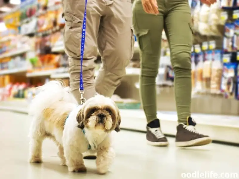 Shih Tzu at pet store