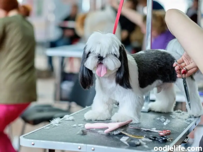 Shih Tzu being groomed