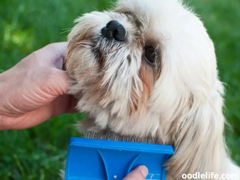 Shih Tzu brushing coat