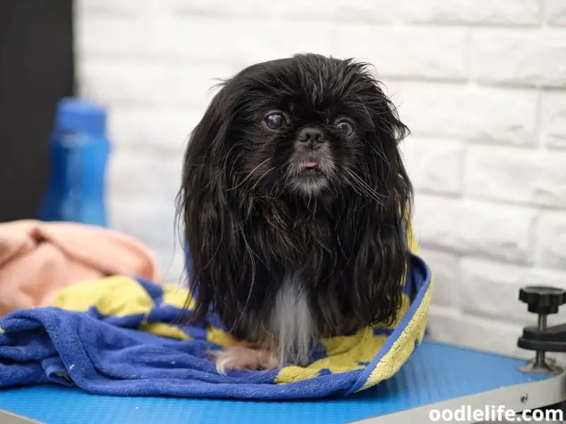 Shih Tzu grooming preparation