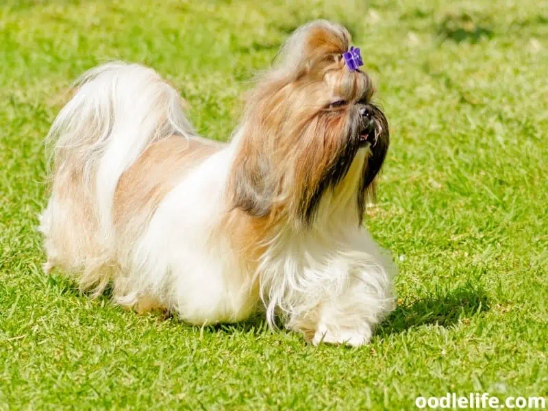 Shih Tzu in a hurry