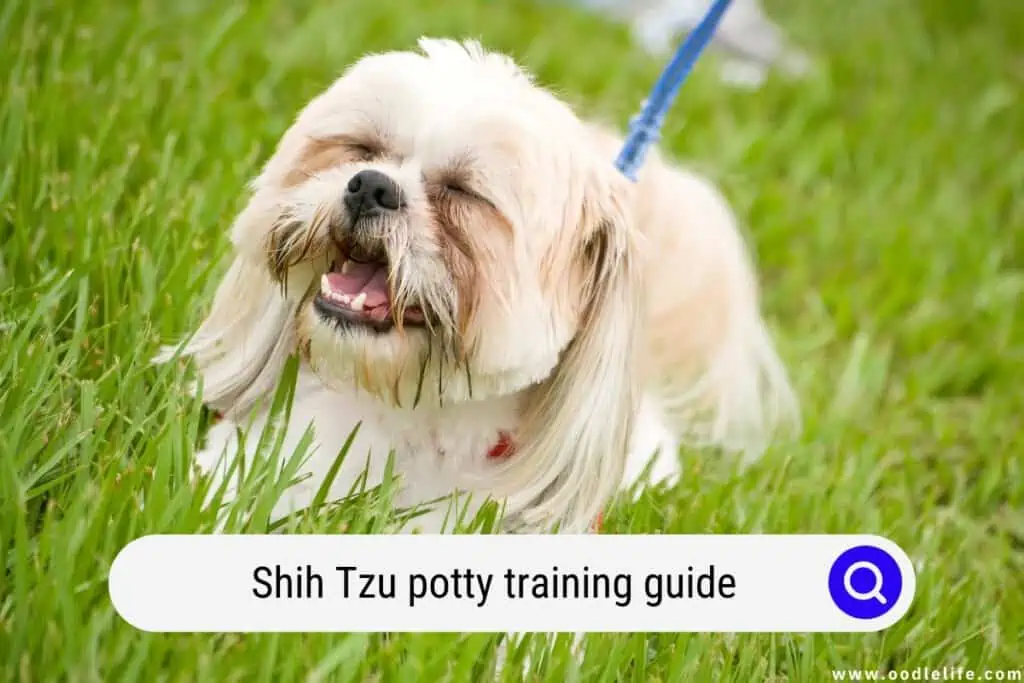 Shih Tzu potty training