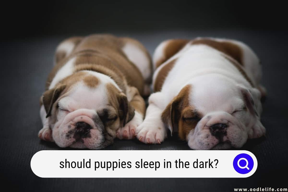 Should puppies sleep in the dark clearance