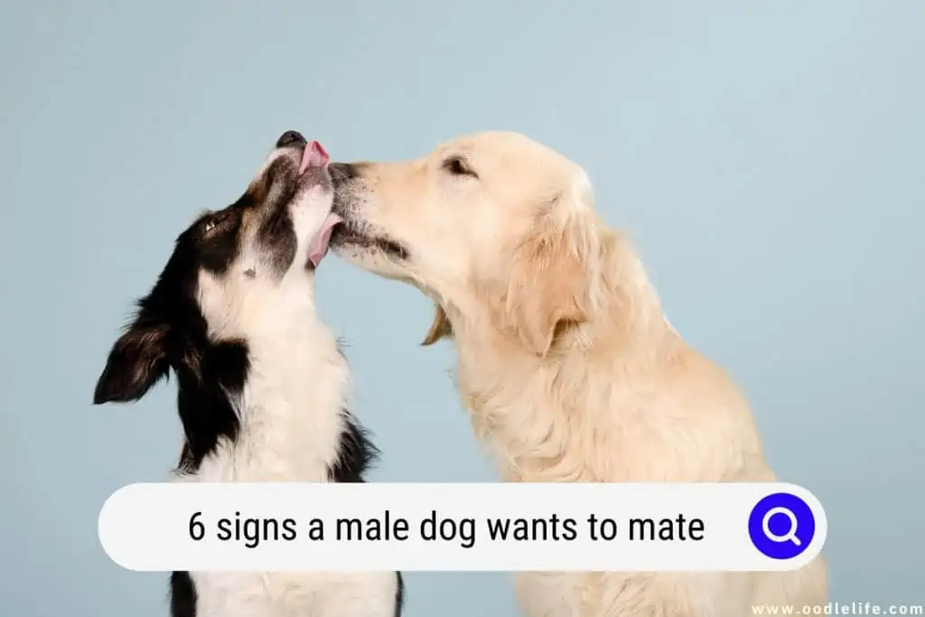 signs a male dog wants to mate