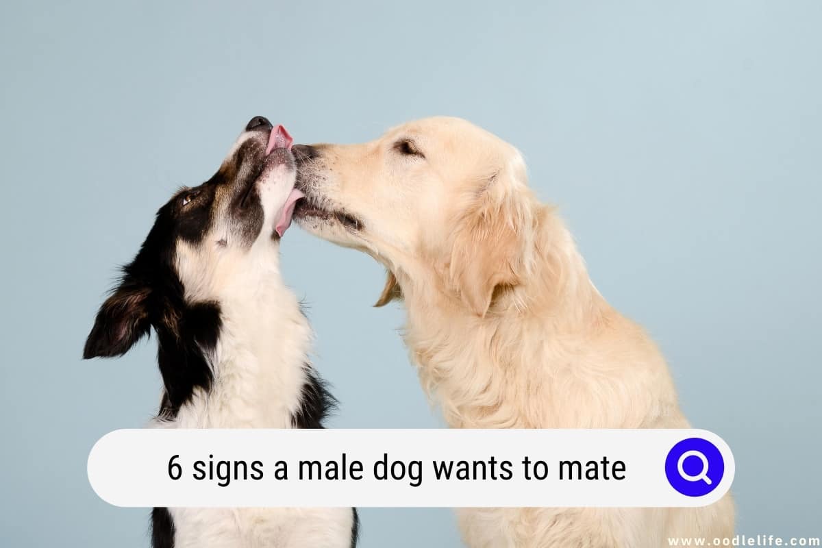 can a little male dog mate with a big female dog