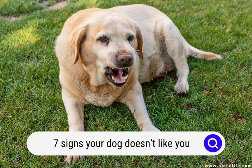 signs your dog doesn't like you