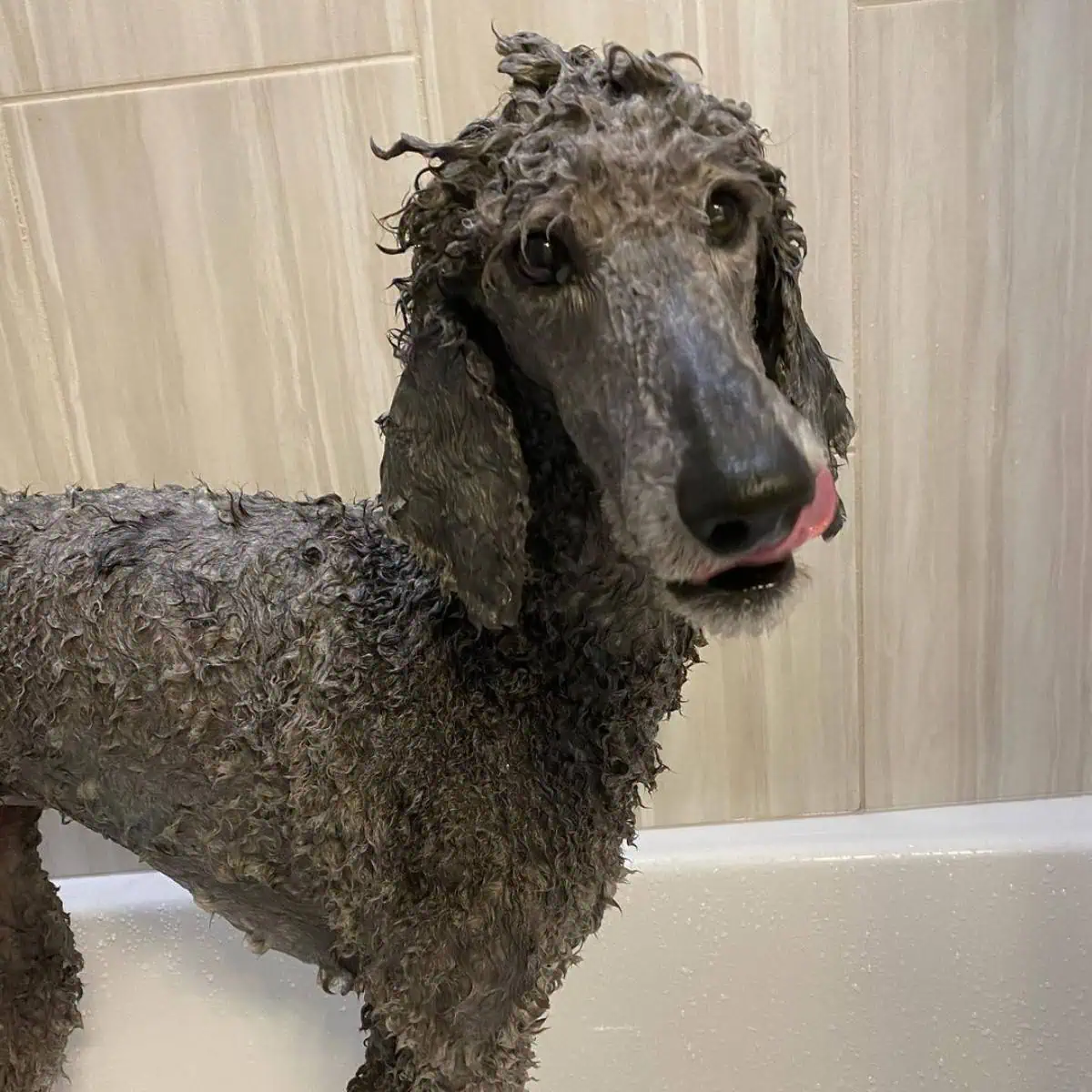 silver Standard Poodle bath