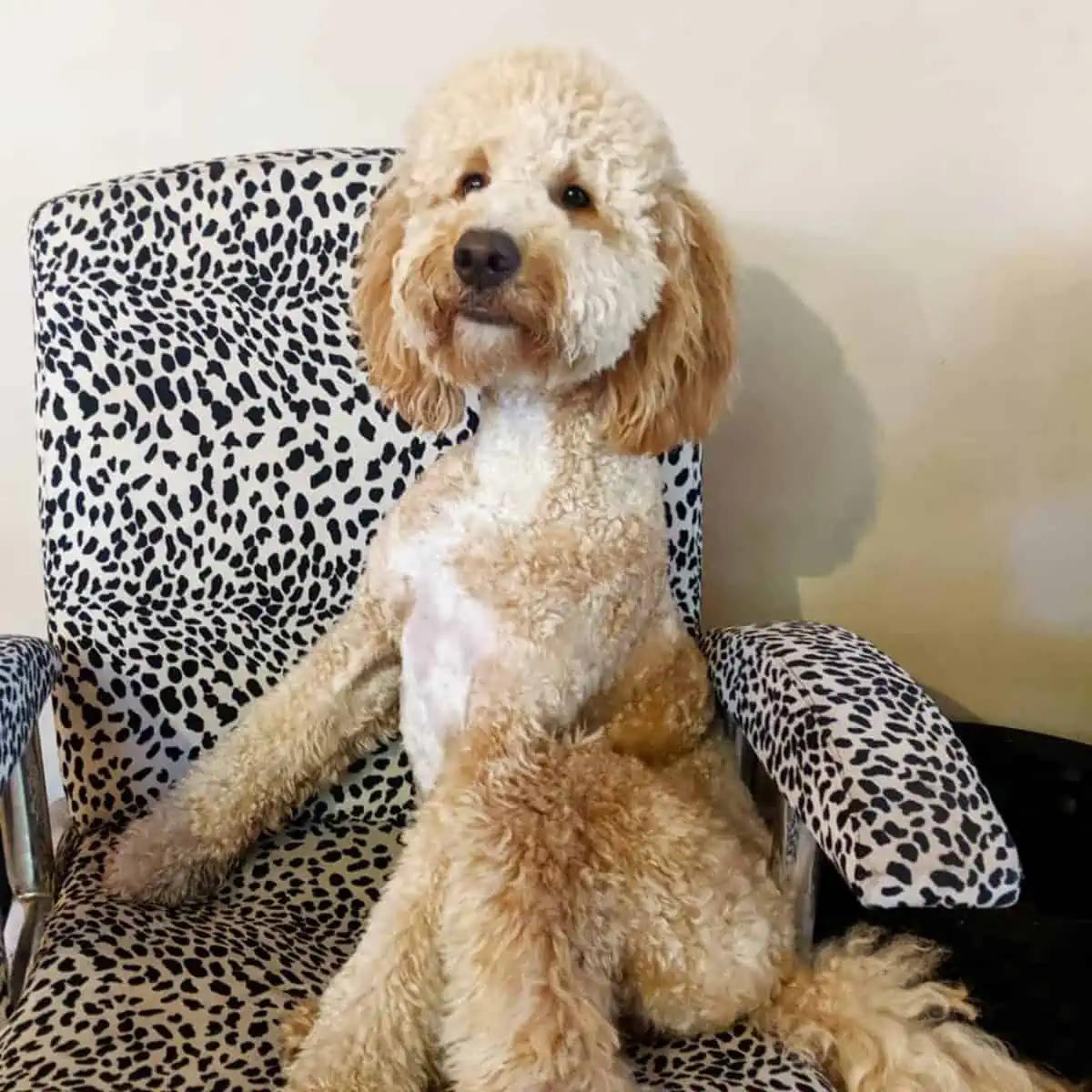 sitting Goldendoodle for a portrait