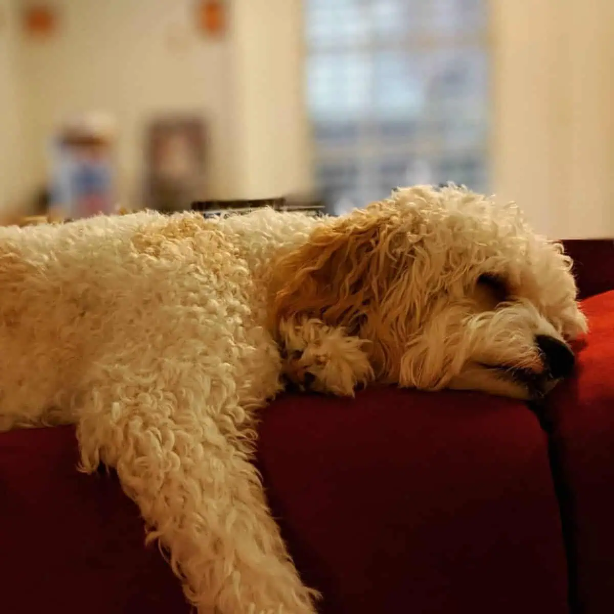 sleeping Cavapoo on couch