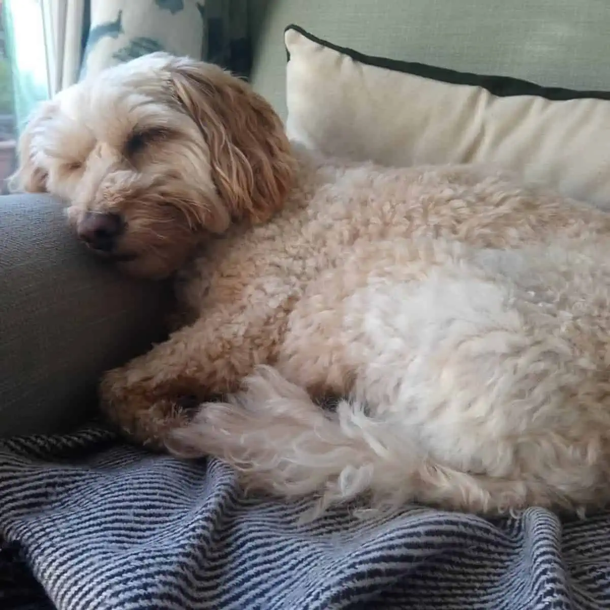 sleeping Cockapoo