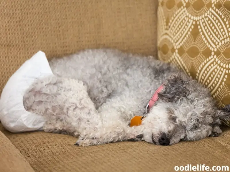 sleeping dog with diaper