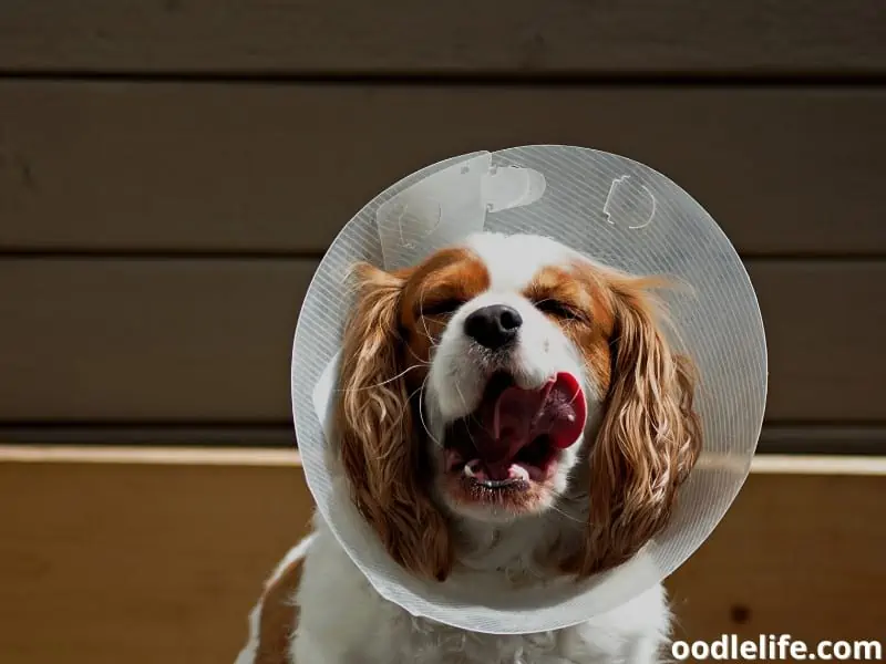 sleepy dog with protective cone