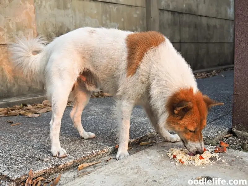 stray dog eats