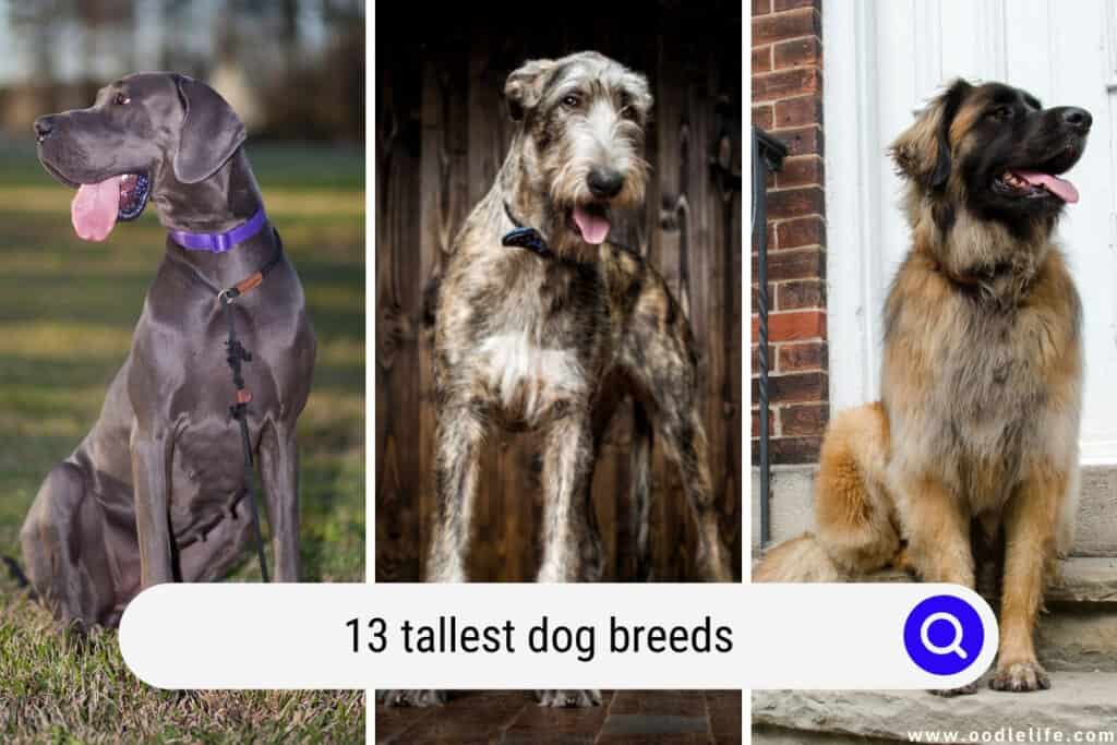 tallest dog breeds