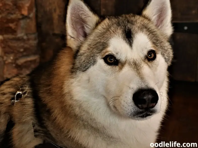 Tamaskan dog