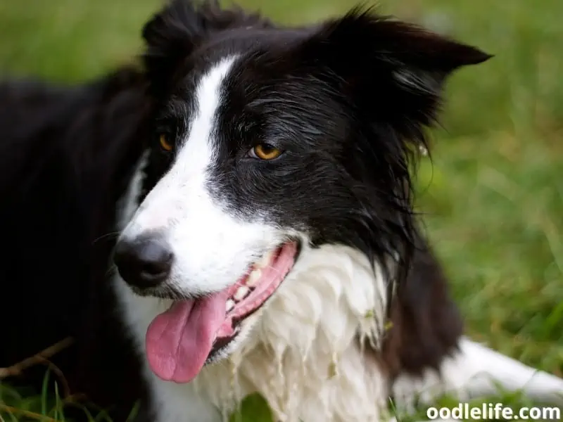 tired Border Collie