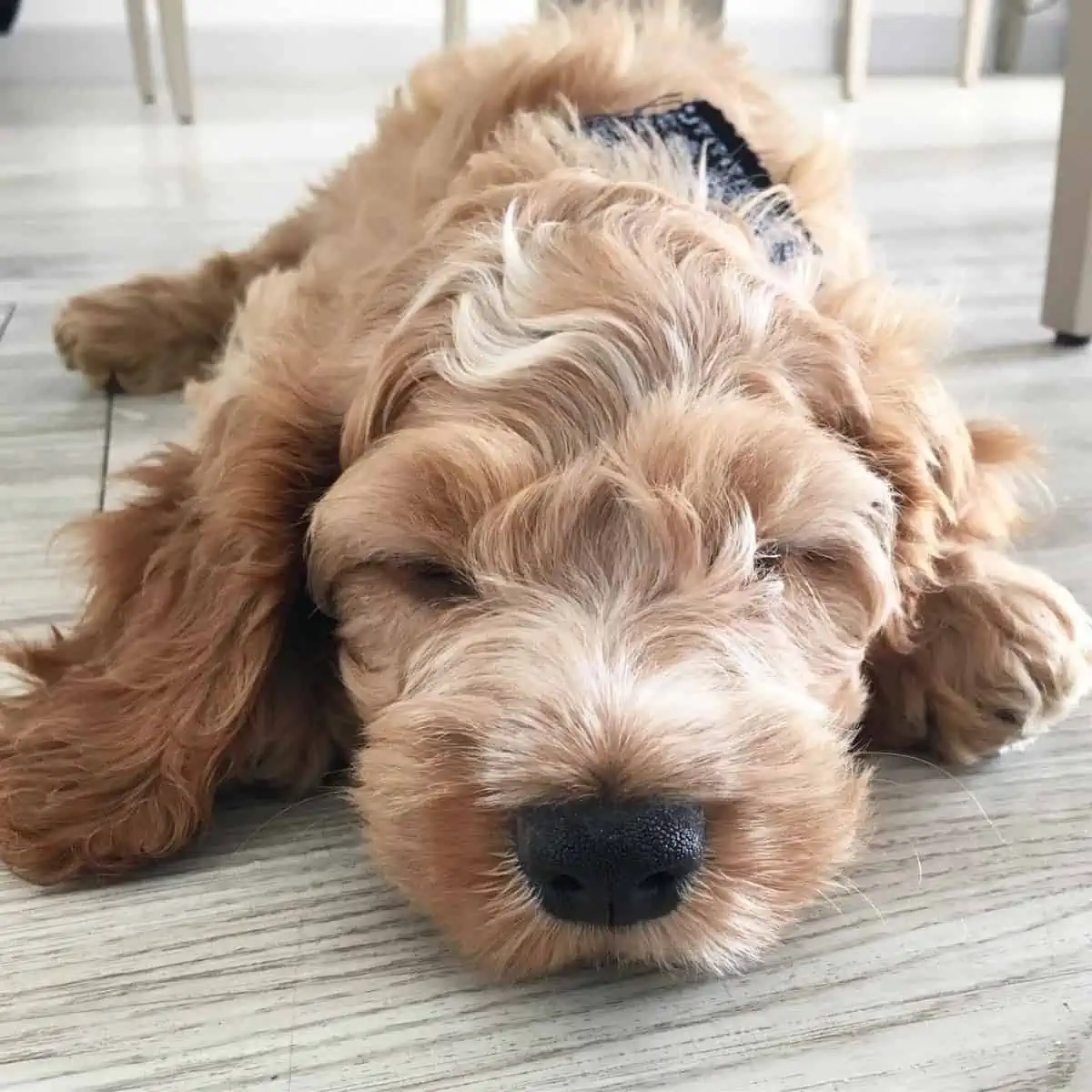 tired Cockapoo puppy sleeping