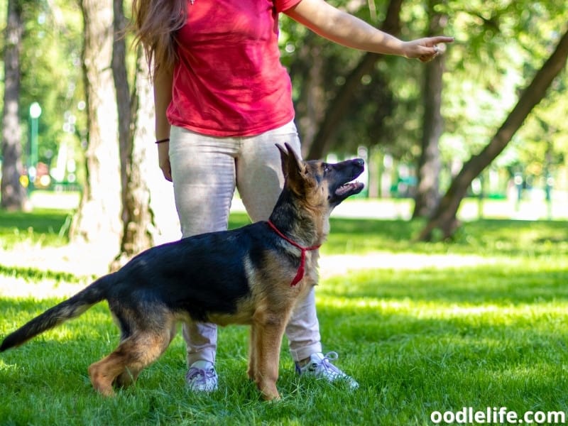 11 Real Jobs Working With Dogs 2023 Oodle Life 11 real jobs working with dogs 2023 oodle life