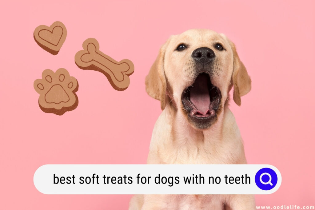 treats for dogs with no teeth