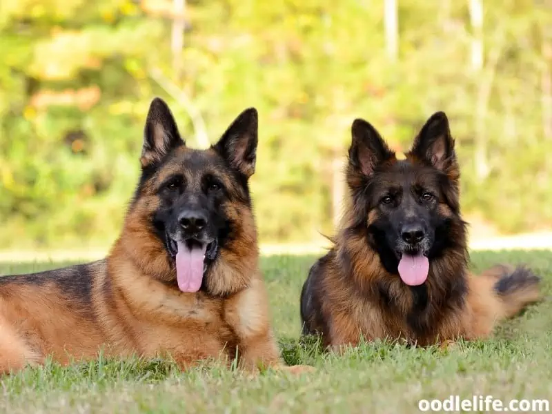 two German Shepherds