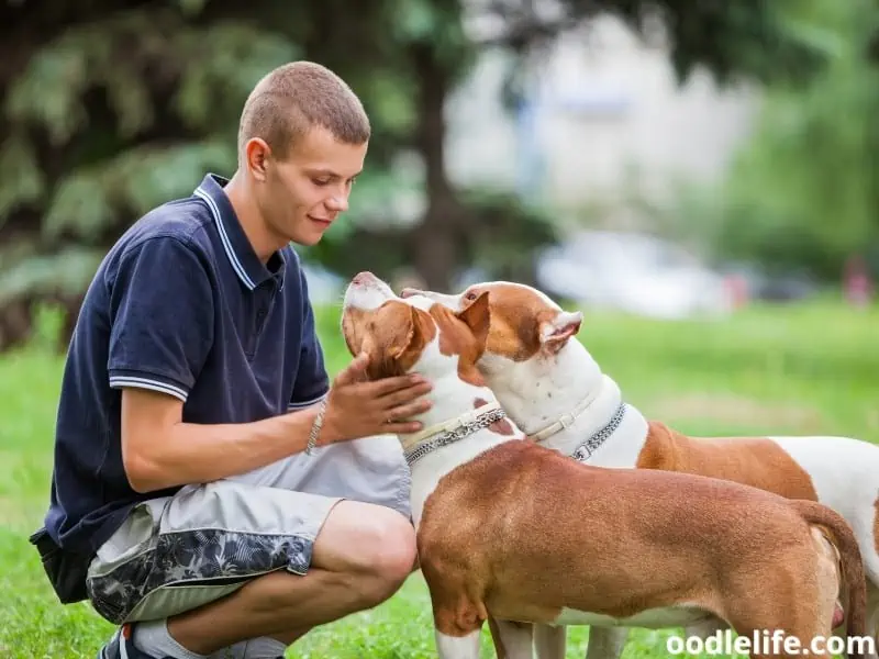 two Pitbulls and owner