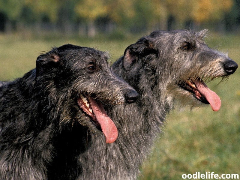 two Scottish Deerhound