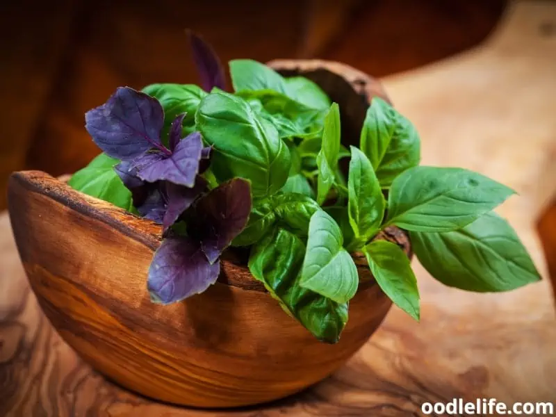 types of basil