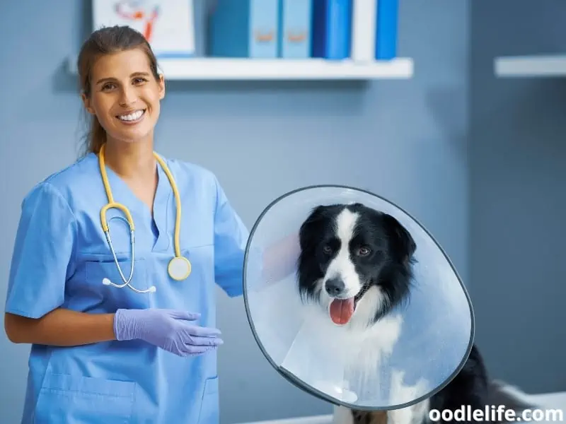 vet and dog with cone