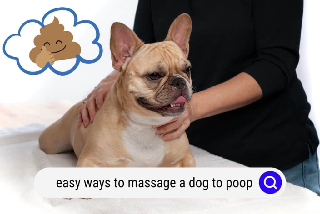 ways to massage a dog to poop