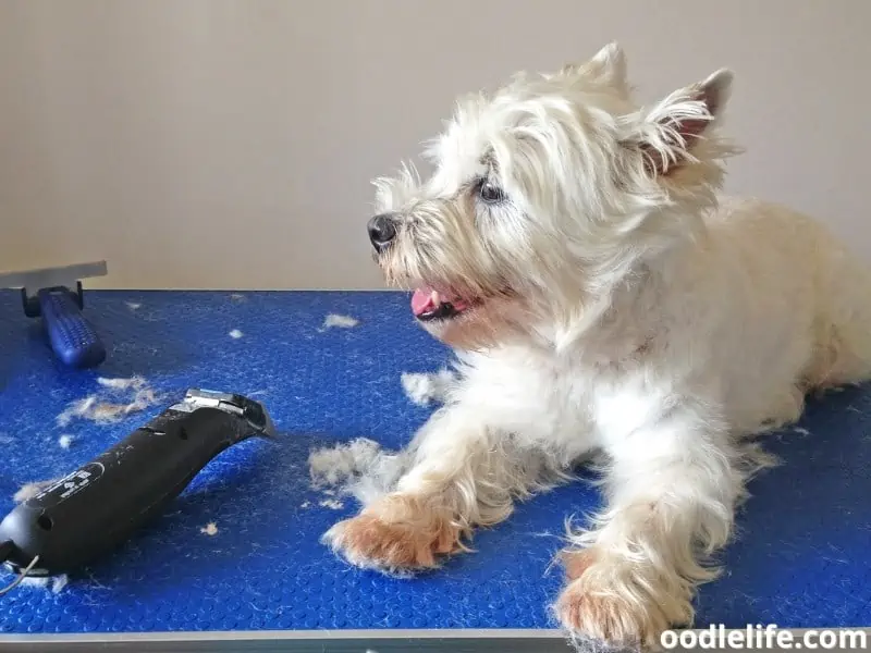 West Highland Terrier haircut