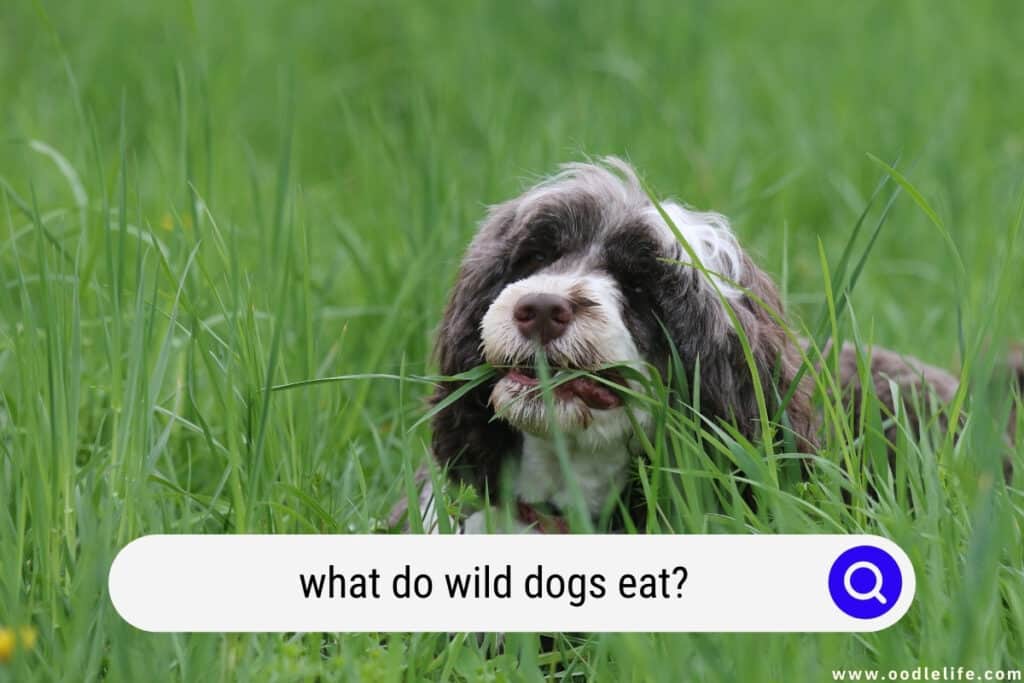 what do wild dogs eat