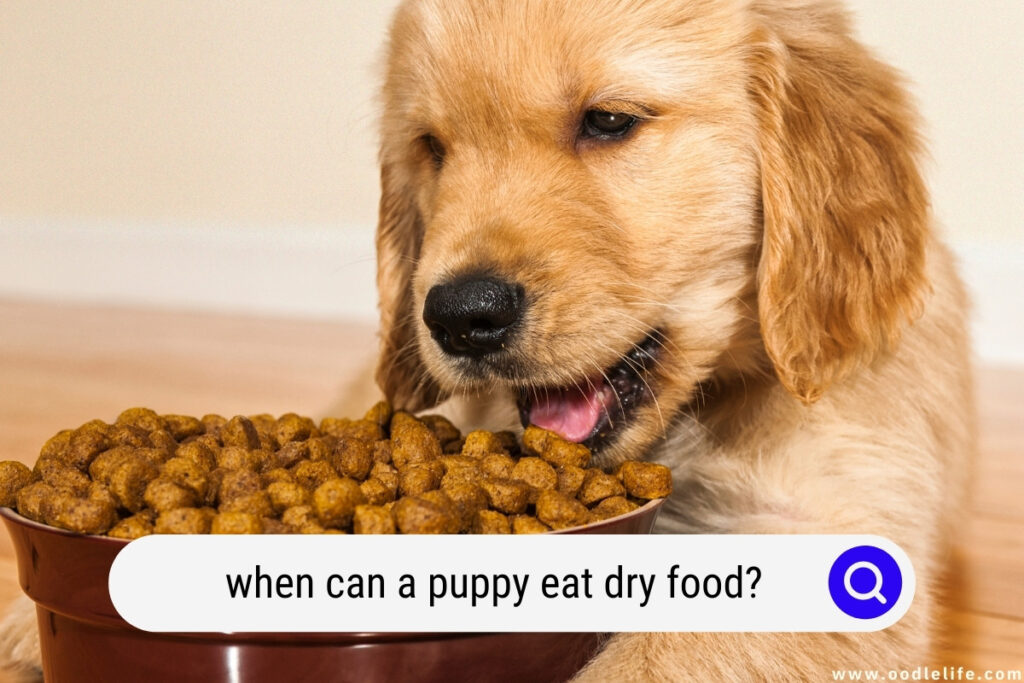 when can a puppy eat dry food