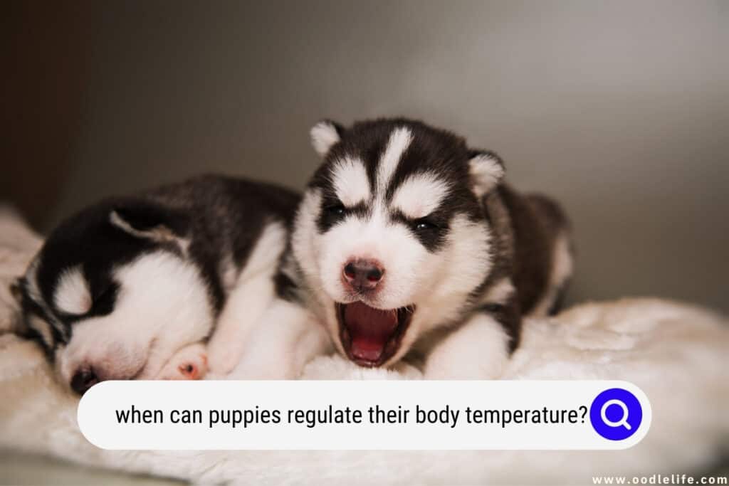 how warm does it need to be for puppies