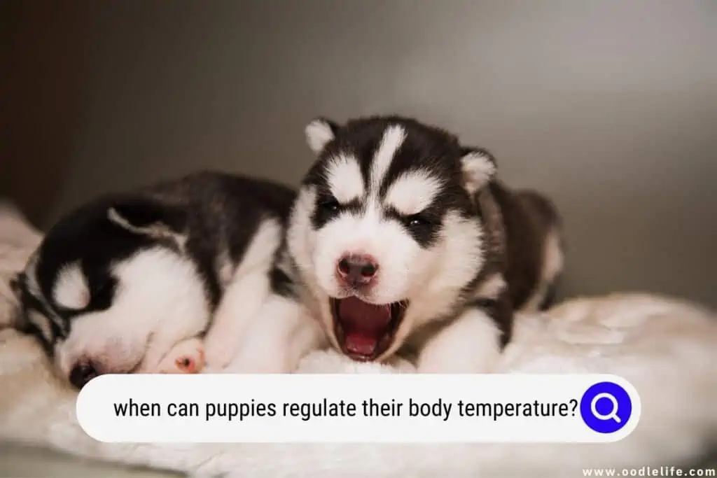 what should the room temperature be for newborn puppies