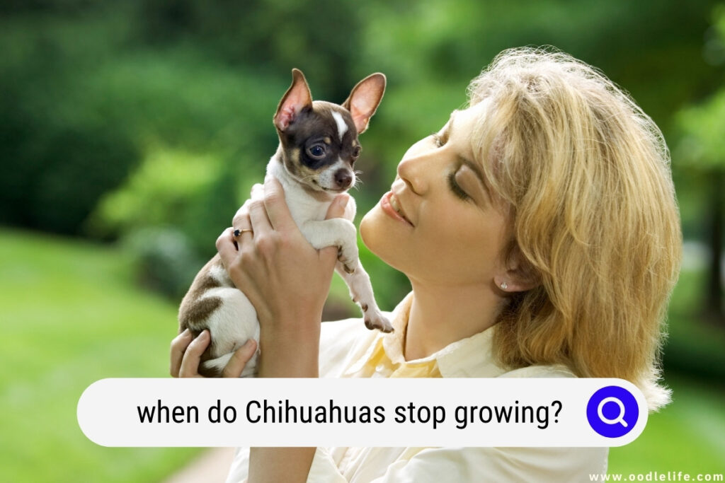 when do Chihuahuas stop growing