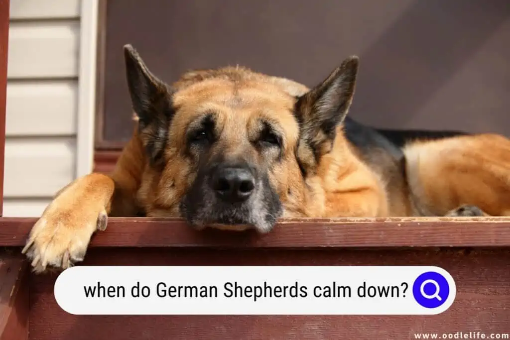 when do German Shepherds calm down