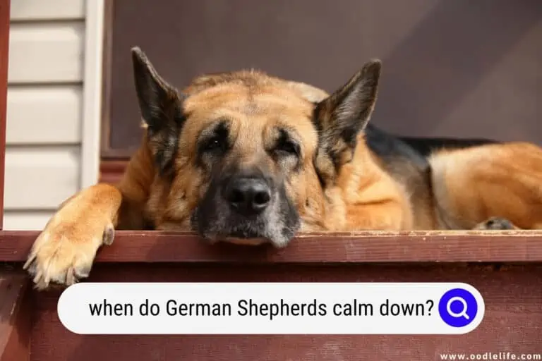 When Do German Shepherds Calm Down? (What Age)