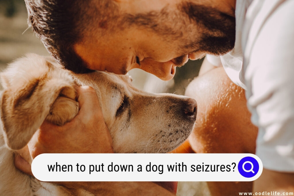 when to put down a dog with seizures