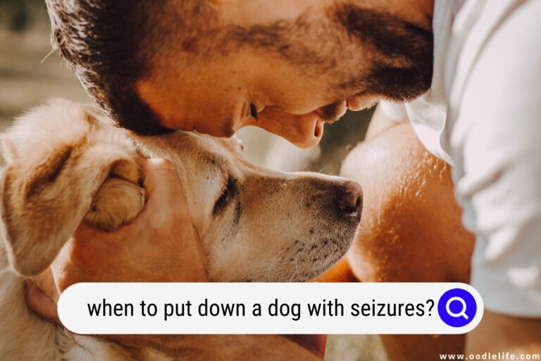 When to Put Down a Dog With Seizures?
